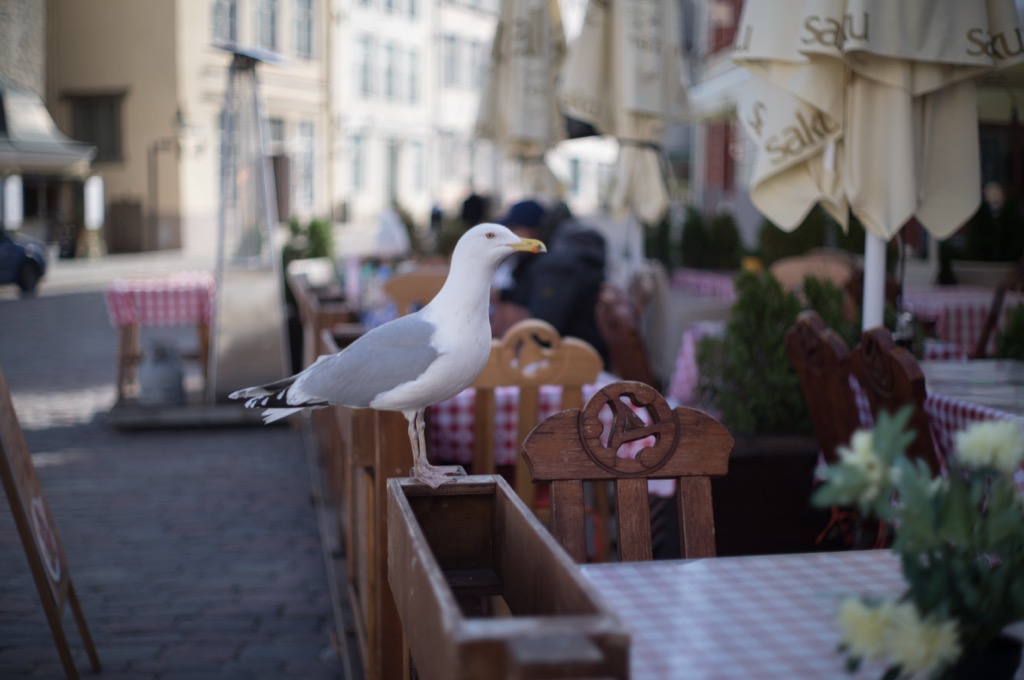 The_analog_photography_part_of_estonia_tallinn_Markus_hofstaetter_mhaustria.com_1