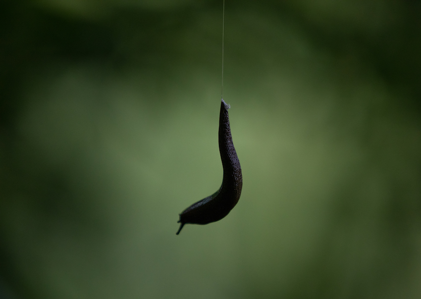 markus_hofstaetter_www_mhaustria_com_Snail_L3A9189