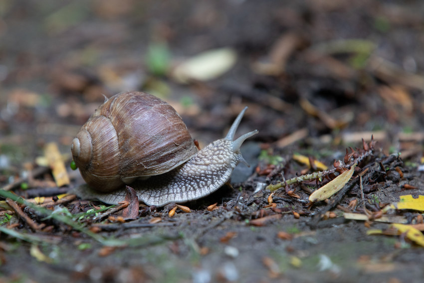 markus_hofstaetter_www_mhaustria_com_Snail_L3A9489