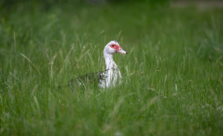 markus_hofstaetter_www_mhaustria_com_duck_L3A9129