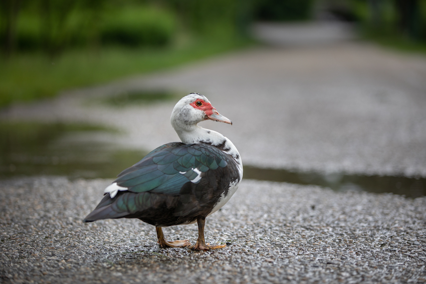 markus_hofstaetter_www_mhaustria_com_duck_L3A9149