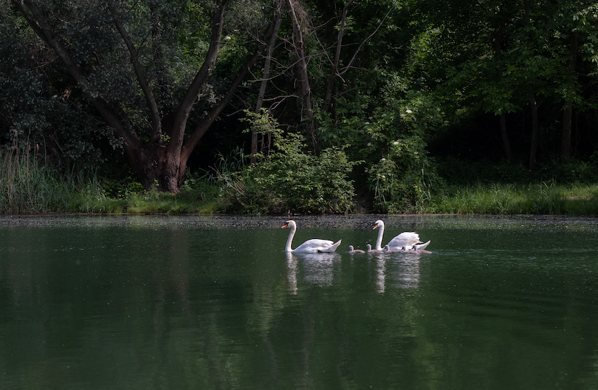 markus_hofstaetter_www_mhaustria_com_swans_IMG_9103