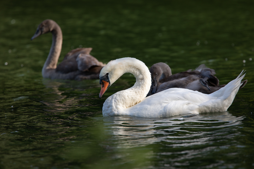 markus_hofstaetter_www_mhaustria_com_swans_L3A0010