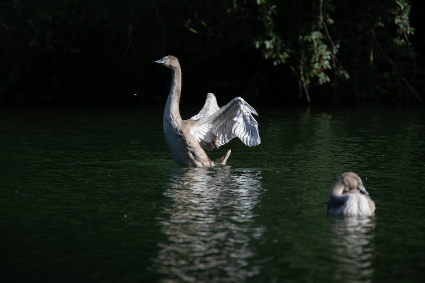 markus_hofstaetter_www_mhaustria_com_swans_L3A0043