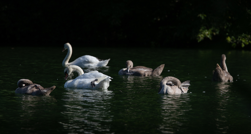 markus_hofstaetter_www_mhaustria_com_swans_L3A0046