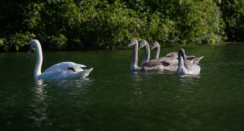 markus_hofstaetter_www_mhaustria_com_swans_L3A0054
