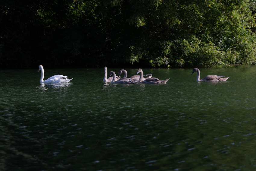 markus_hofstaetter_www_mhaustria_com_swans_L3A0060