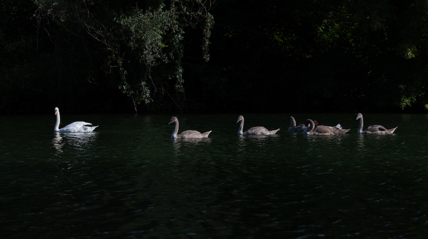 markus_hofstaetter_www_mhaustria_com_swans_L3A0064