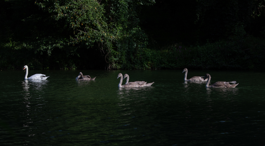 markus_hofstaetter_www_mhaustria_com_swans_L3A0072