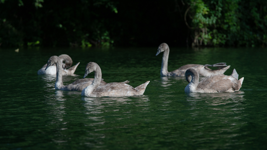 markus_hofstaetter_www_mhaustria_com_swans_L3A0077