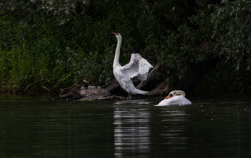 markus_hofstaetter_www_mhaustria_com_swans_L3A9257