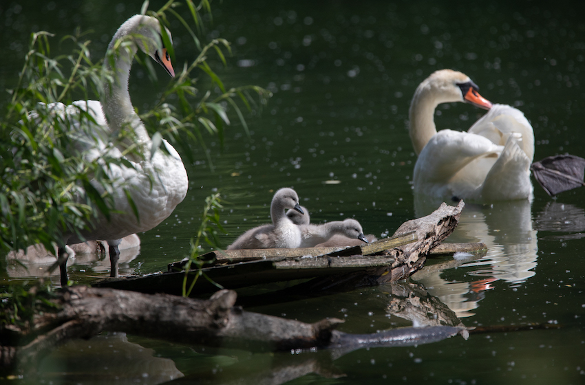 markus_hofstaetter_www_mhaustria_com_swans_L3A9295