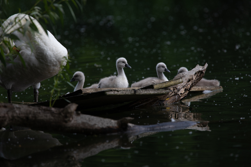 markus_hofstaetter_www_mhaustria_com_swans_L3A9315