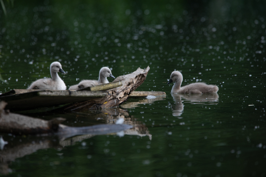 markus_hofstaetter_www_mhaustria_com_swans_L3A9323
