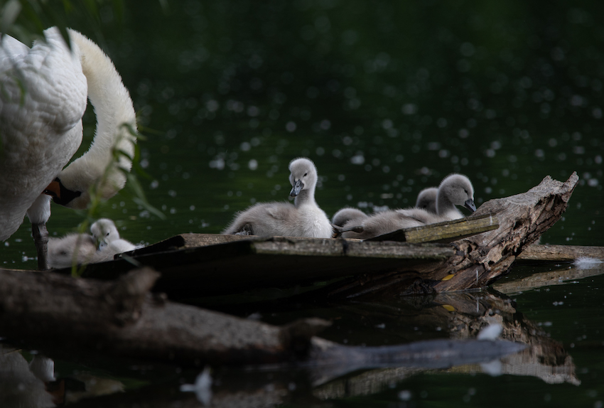 markus_hofstaetter_www_mhaustria_com_swans_L3A9325