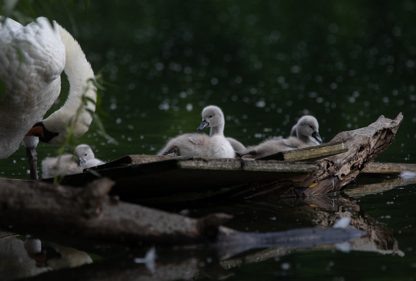 markus_hofstaetter_www_mhaustria_com_swans_L3A9326
