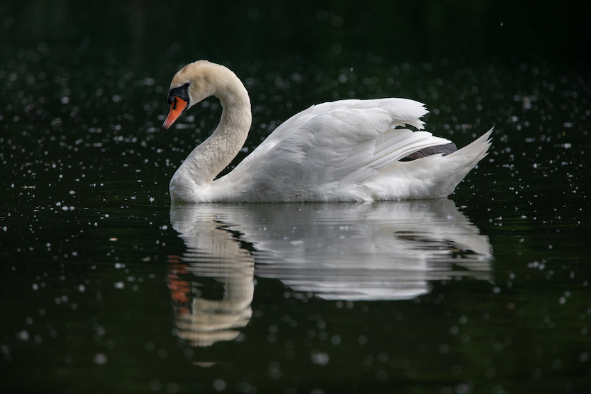 markus_hofstaetter_www_mhaustria_com_swans_L3A9332