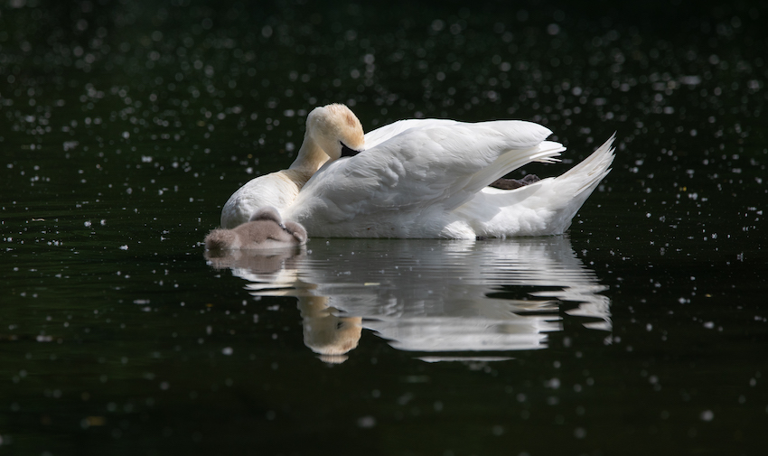 markus_hofstaetter_www_mhaustria_com_swans_L3A9341
