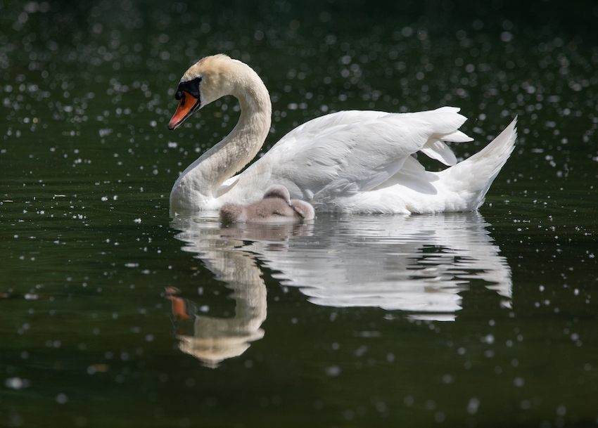 markus_hofstaetter_www_mhaustria_com_swans_L3A9344