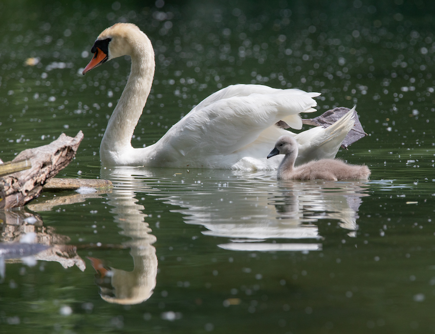 markus_hofstaetter_www_mhaustria_com_swans_L3A9351