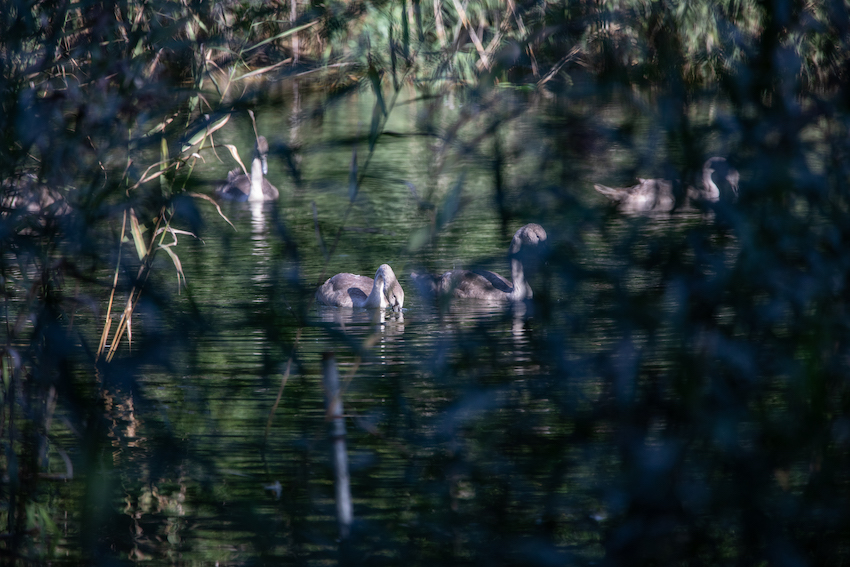 markus_hofstaetter_www_mhaustria_com_swans_L3A9840