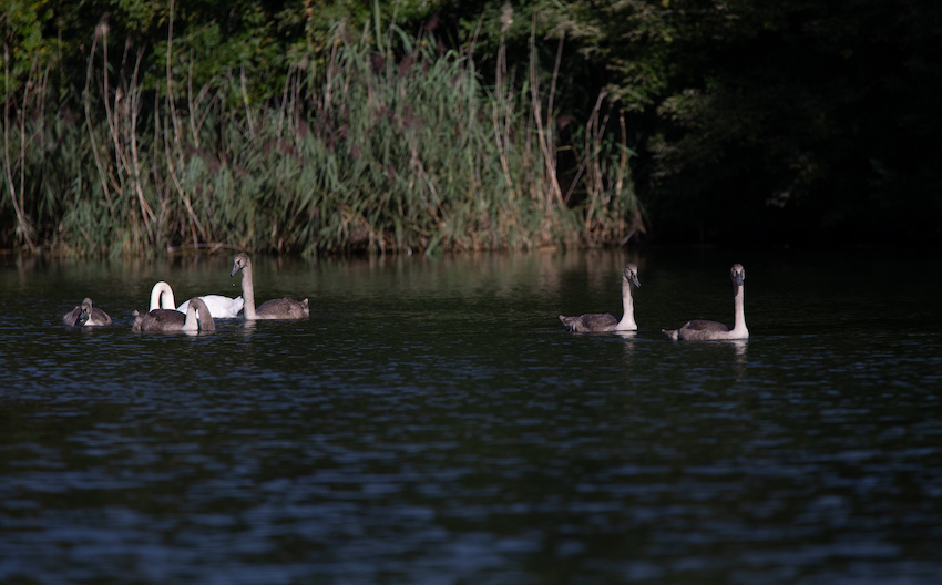markus_hofstaetter_www_mhaustria_com_swans_L3A9846