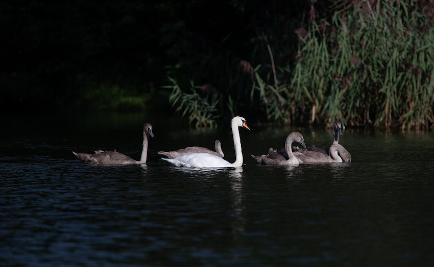 markus_hofstaetter_www_mhaustria_com_swans_L3A9852