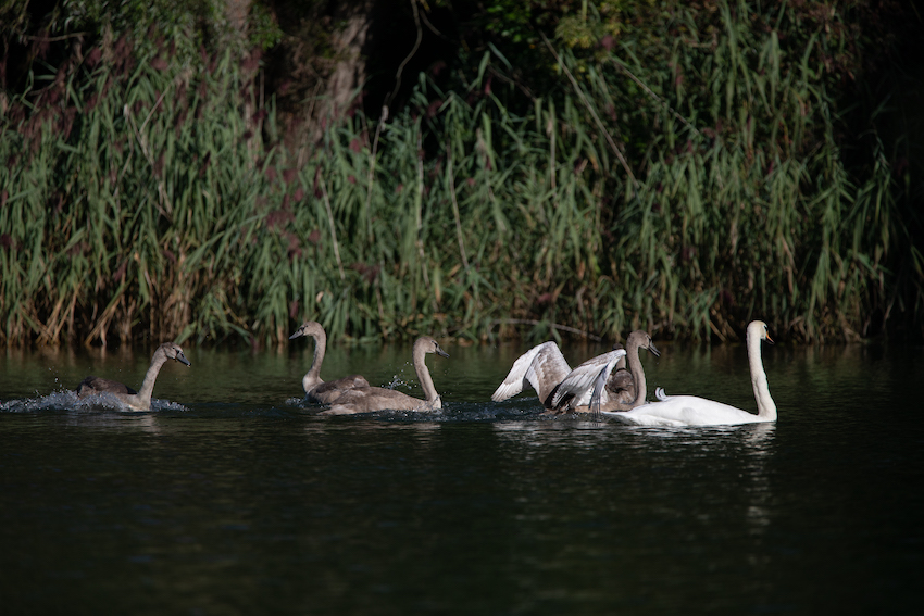 markus_hofstaetter_www_mhaustria_com_swans_L3A9861
