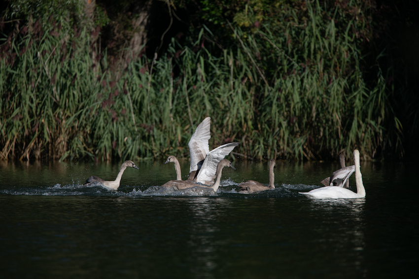 markus_hofstaetter_www_mhaustria_com_swans_L3A9863