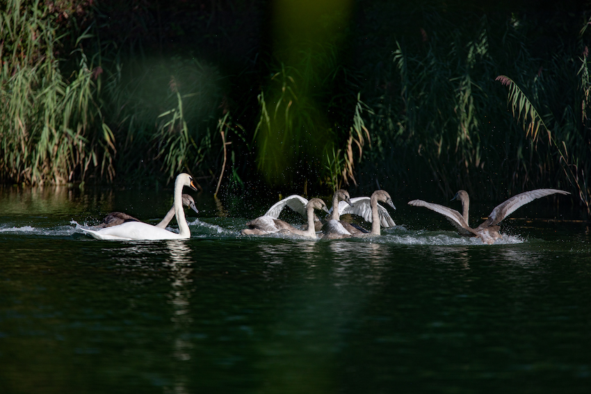markus_hofstaetter_www_mhaustria_com_swans_L3A9868