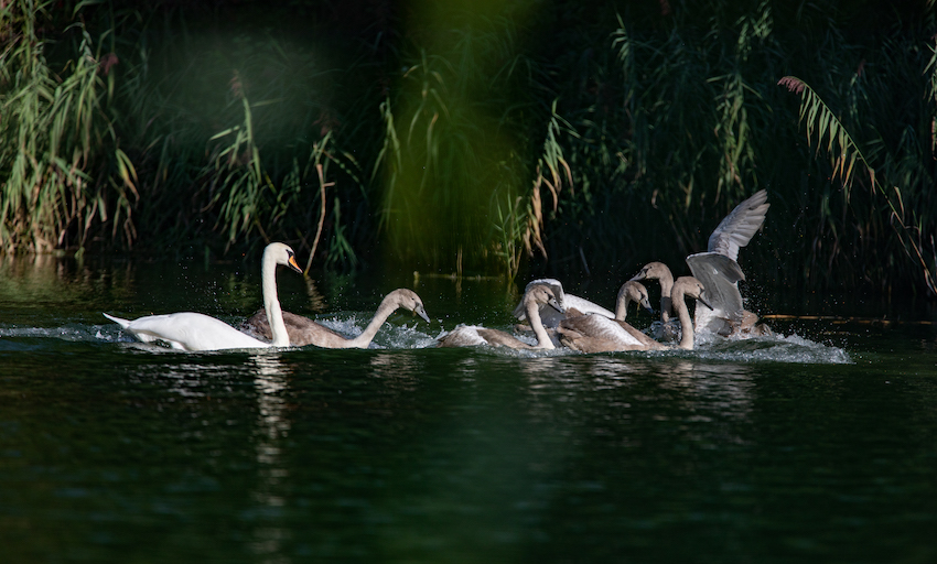 markus_hofstaetter_www_mhaustria_com_swans_L3A9869