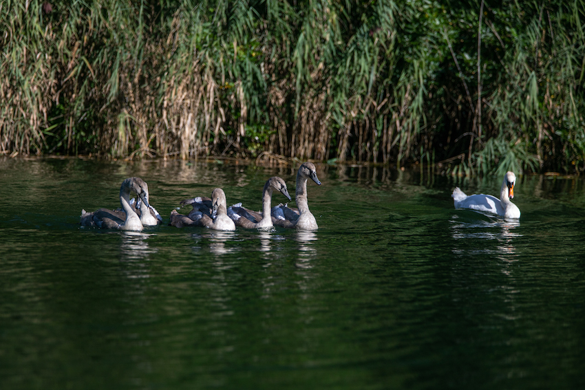 markus_hofstaetter_www_mhaustria_com_swans_L3A9882