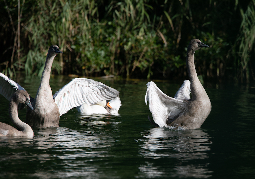 markus_hofstaetter_www_mhaustria_com_swans_L3A9890
