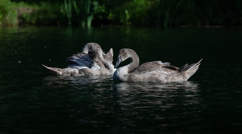 markus_hofstaetter_www_mhaustria_com_swans_L3A9942