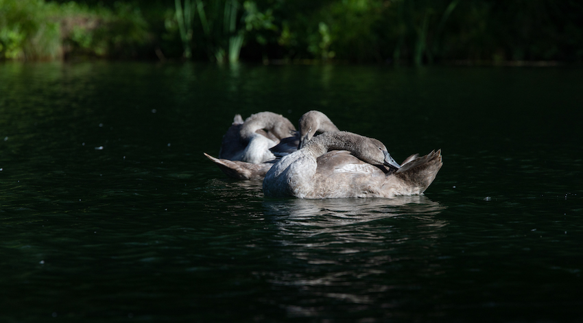 markus_hofstaetter_www_mhaustria_com_swans_L3A9945