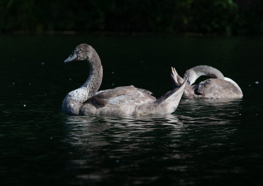 markus_hofstaetter_www_mhaustria_com_swans_L3A9953