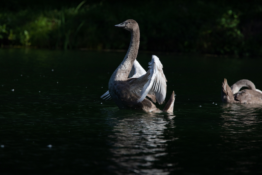 markus_hofstaetter_www_mhaustria_com_swans_L3A9956