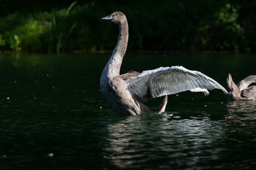 markus_hofstaetter_www_mhaustria_com_swans_L3A9957
