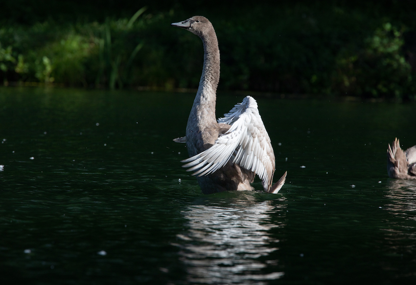 markus_hofstaetter_www_mhaustria_com_swans_L3A9958