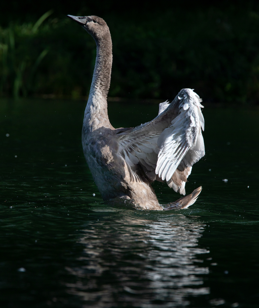 markus_hofstaetter_www_mhaustria_com_swans_L3A9960