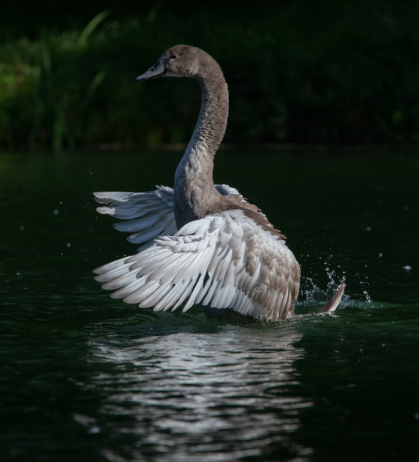 markus_hofstaetter_www_mhaustria_com_swans_L3A9961