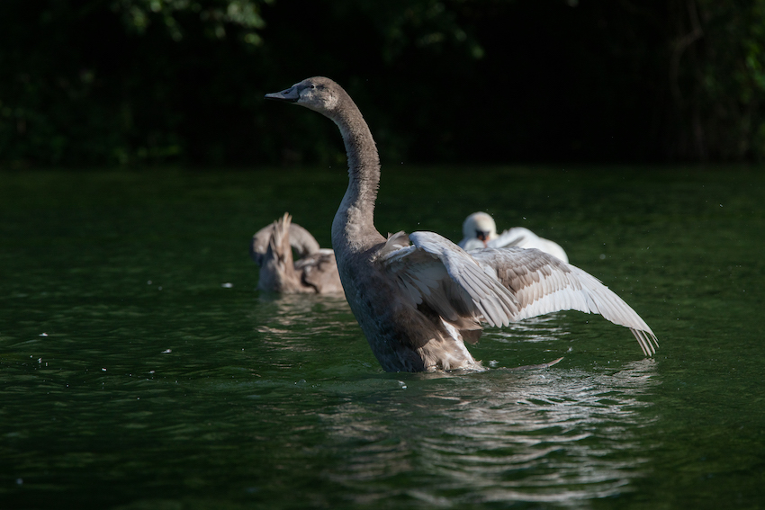 markus_hofstaetter_www_mhaustria_com_swans_L3A9963