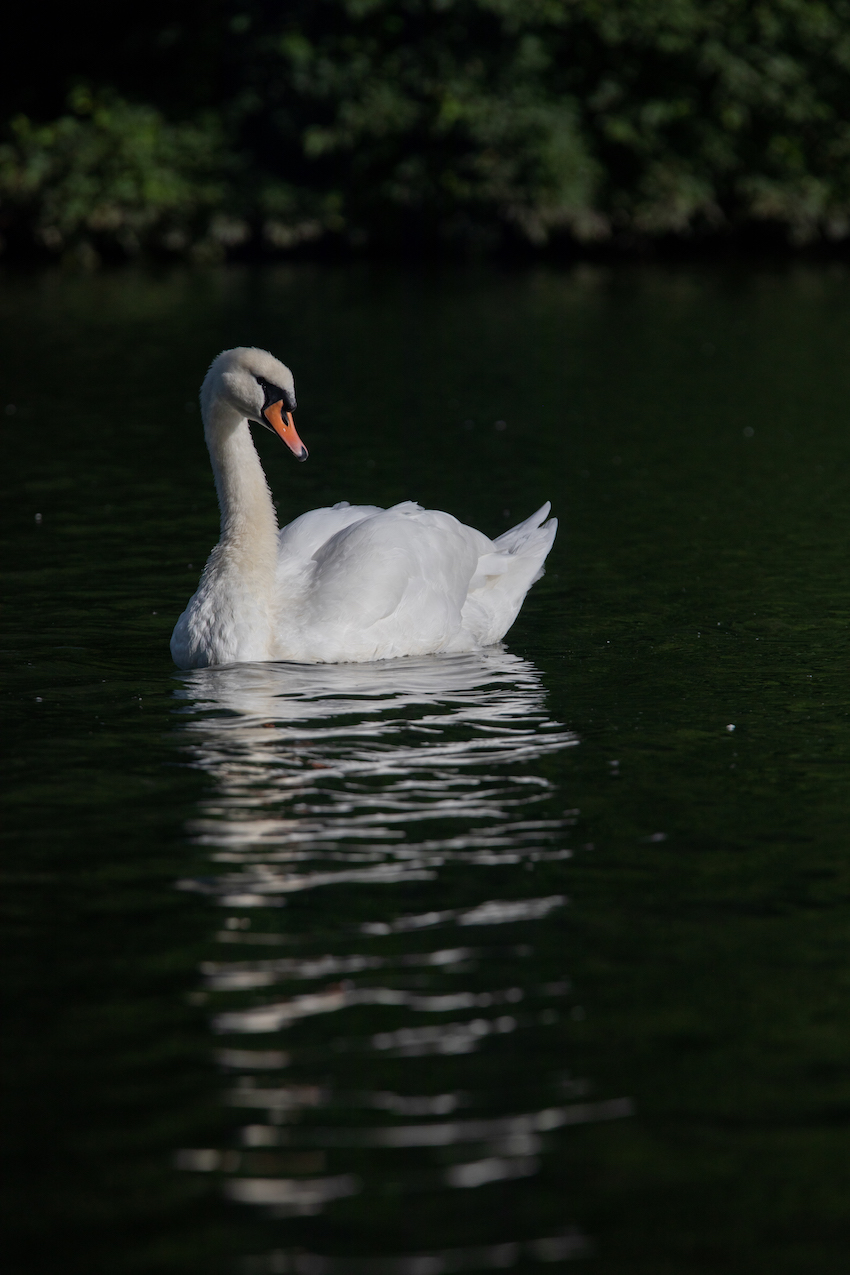 markus_hofstaetter_www_mhaustria_com_swans_L3A9968