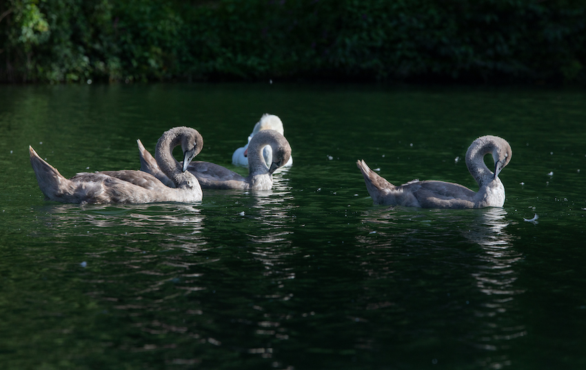 markus_hofstaetter_www_mhaustria_com_swans_L3A9977