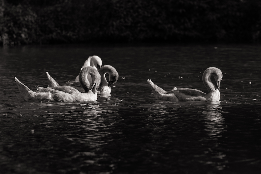 markus_hofstaetter_www_mhaustria_com_swans_L3A9980-Bearbeitet