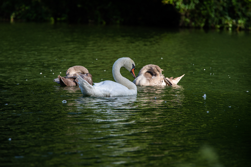 markus_hofstaetter_www_mhaustria_com_swans_L3A9995