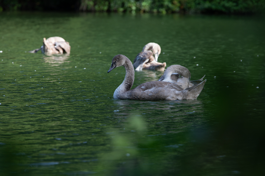 markus_hofstaetter_www_mhaustria_com_swans_L3A9998