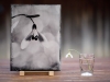 MH-The-Snowdrop-macro-shot-with-two-cameras-in-a-row-18x24cm-collodion-wetplate