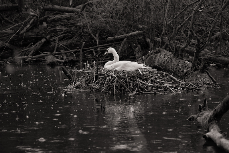 Z_digital_Canon_EOS_Swan_Expired_readyload_large_format_project_markus_hofstaetter_mhaustria.com6_