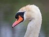 Z_digital_Canon_EOS_Swan_Expired_readyload_large_format_project_markus_hofstaetter_mhaustria.com12